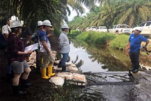 GoRiau Penggunaan Lahan Gambut untuk Kebun Sawit Bukan Penyebab Utama Kebakaran Lahan