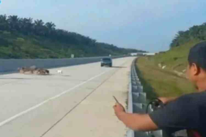 GoRiau Viral, Babi Diserang Sejumlah Anjing di Jalan Tol Pekanbaru - Bangkinang