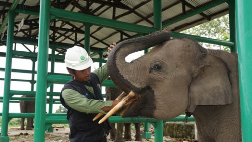 11 Tahun Jadi Mahout, Arif: Gajah Juga Ikut Cegah Karhutla