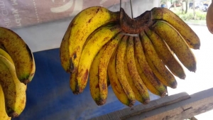 GoRiau Terserang Diare Akut, Coba Atasi dengan Pisang
