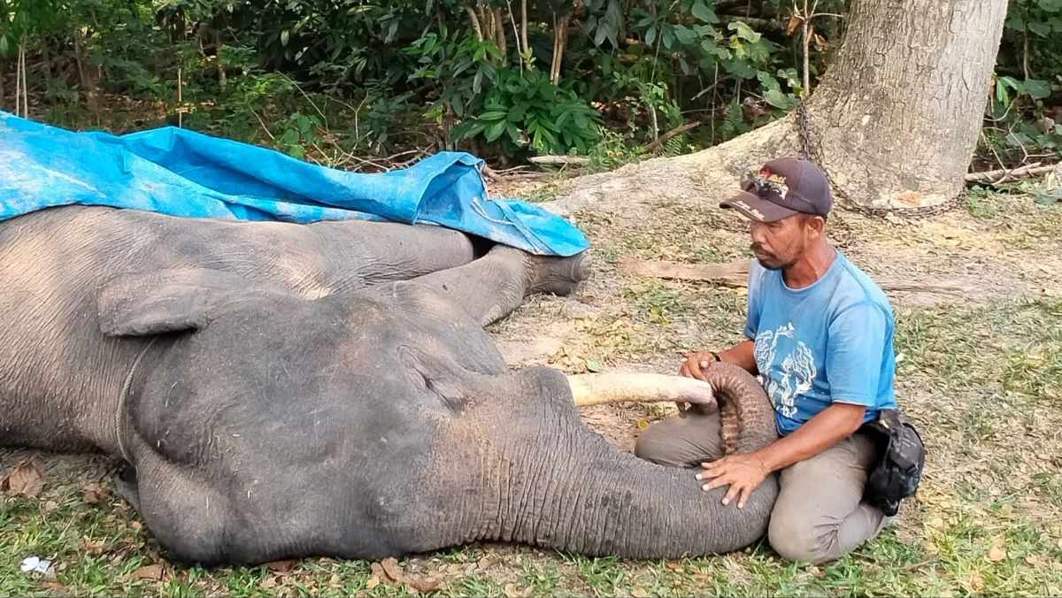 Kabar Duka dari PLG Minas Riau, Gajah Jinak Diego Mati Akibat Gangguan Pencernaan