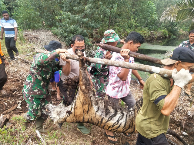 Sedang Patroli Karlahut, Polsek Bukit Batu Temukan Harimau Sumatera Mati Terjerat
