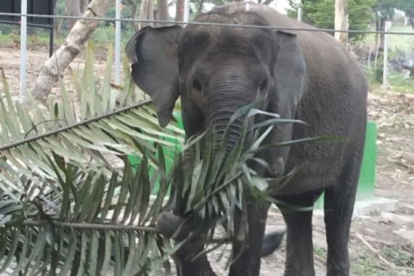 Polres Siak Selidiki Kematian Gajah di PLG Minas, BBKSDA Riau Hentikan Pakan Pelepah Sawit