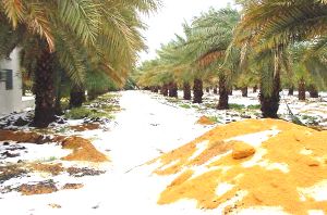 GoRiau Kiamat Sudah Dekat. Buktinya, Salju Turun di Jazirah Arab