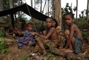 GoRiau Terlalu, PT Wilmar Pidanakan 5 Orang Suku Anak Dalam karena Masuki Hutan Tanpa Izin
