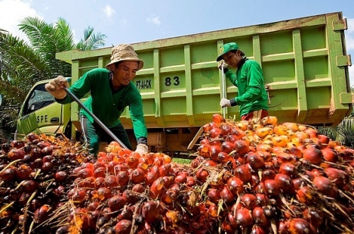 Berangsur Membaik, Harga TBS Kelapa Sawit di Riau Naik Rp55,52 Per Kilogram