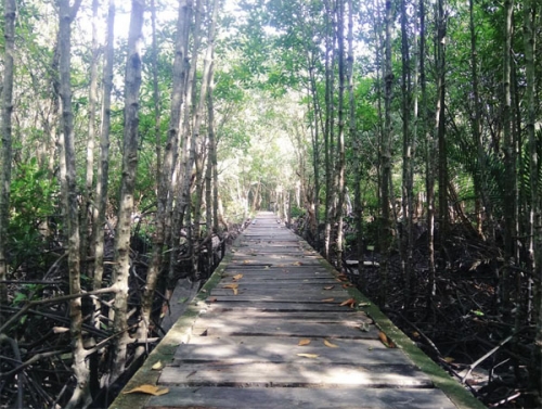 Hutan Mangrove Diyakini Bisa Hambat Ombak Tsunami, Begini Caranya..