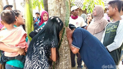 Pohon Menangis Hebohkan Warga Jember, Begini Penjelasan Ahli Biologi