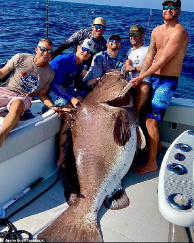 Nelayan Tangkap Ikan Kerapu Raksasa Seberat 158,7 Kg, Ini Penampakannya