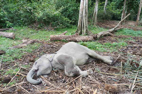 Damar, Gajah Jantan di TWA Buluh Cina Ditemukan Mati Mendadak