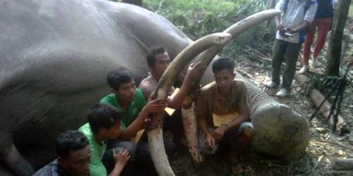 Gara-gara Jual Peluru ke Sindikat Pembunuh Gajah, Perbakin Riau Dipanggil Polisi