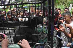 GoRiau Beruang yang Rusak Rumah Dokter di Pekanbaru Akhirnya Ditangkap