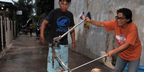 Waspada, Ular Cobra dan Sanca Juga Banyak Berkeliaran di Kota, Termasuk Pekanbaru