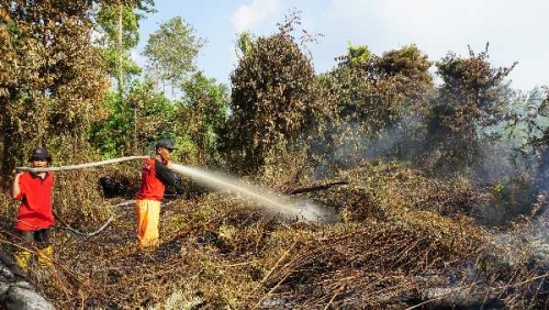 FERT RAPP Bantu Padamkan Lahan 100 Hektar di Rupat