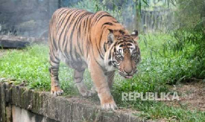 GoRiau Pekerja Kaget, Harimau Sumatra Muncul di Proyek Jalan Tol Pekanbaru - Dumai