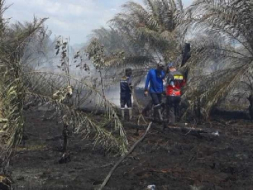 Kebakaran Lahan dan Hutan di Bengkalis Terus Meluas