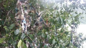 GoRiau Unik, Dahan dan Ranting Pohon di Tepi Danau Satonda Dipenuhi Batu Bergelantungan, Ini Penyebabnya