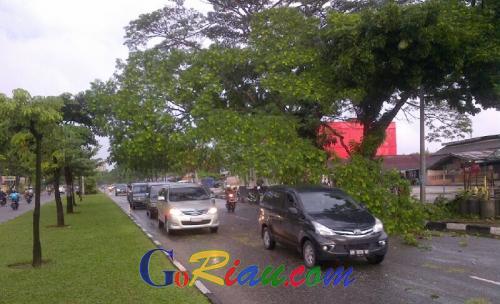 Dahan Pohon Patah Melintang di Badan Jalan Arifin Ahmad Pekanbaru, Ini Penampakannya
