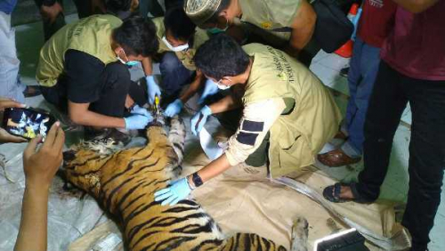 Harimau Sumatera Ditemukan Mati Terkena Jerat Pemburu di Siak