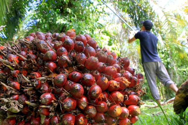 Alhamdulillah, Harga Kelapa Sawit di Riau Naik Lagi Jadi Rp2.646,15 per Kg