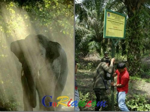 Mau Kemana, BBKSDA Riau Berikan Peringatan Keras di Daerah Jelajah Gajah