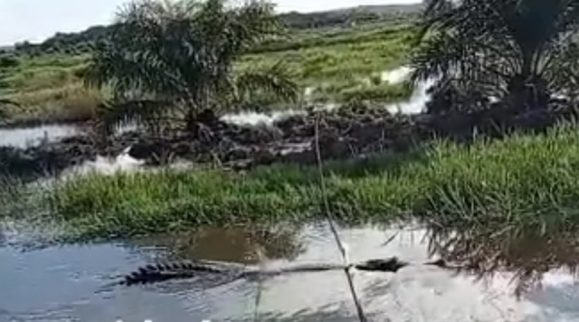 Menjala Ikan di Sungai Kerumutan, Buruh Perusahaan di Pelalawan Dimangsa Buaya