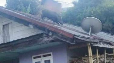 Babi Hutan Berjalan di Atap Rumah Hebohkan Warga Banjarnegara, Begini Penampakannya