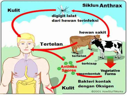 GoRiau Distankan Pekanbaru Ingatkan Pentingnya Surat Kesehatan Ternak Impor Mengingat Risiko Antraks