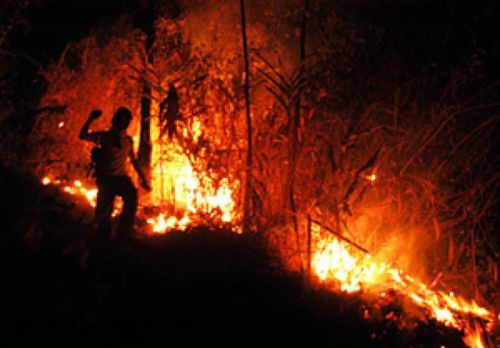 Selama Tahun 2014, Polda Riau Tangkap 233 Pembakar Hutan