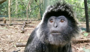 GoRiau Lama Dipelihara Warga, 4 Lutung Terbiasa Makan Roti, Nasi Goreng dan Tahu Campur