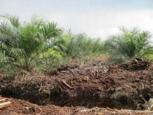 GoRiau Ahli: Produksi 1 Kilogram Sawit Habiskan 400 Liter Air
