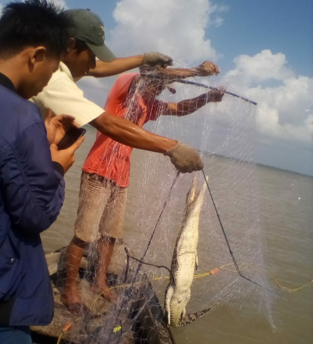 Jaring Ikan, Nelayan di Kepulauan Meranti Malah Dapat Buaya, Ini yang Dilakukan