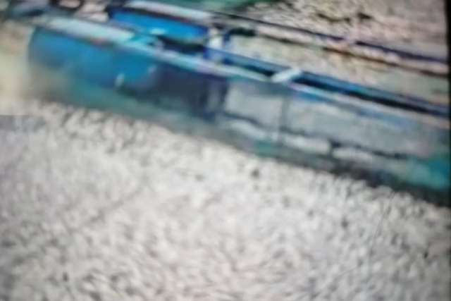 Akibat Angin Kencang di Danau Maninjau, Kematian Ikan Capai 75 Ton