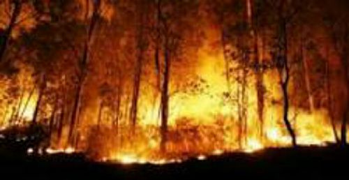 Berniat Bakar Sampah, Api Malah Habiskan 25 Hektar Lahan, Petani di Inhil Akhirnya Diamankan