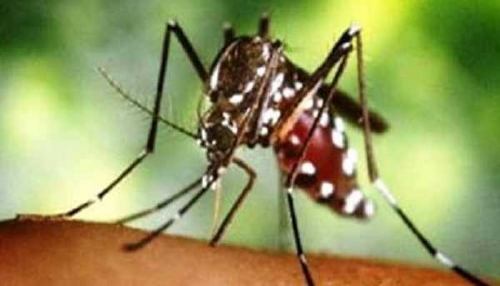 Jumlah Penderita Demam Berdarah Dengue di Dumai Meningkat