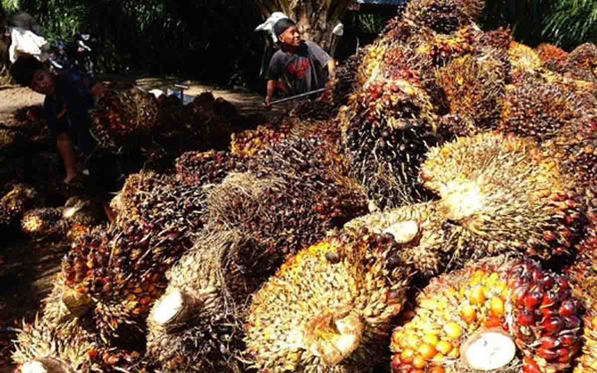Harga TBS Kelapa Sawit Mitra Swadaya Riau Naik, Capai Rp3.564 per Kg
