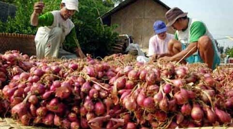 Bawang Impor Banjiri Pasar Pekanbaru