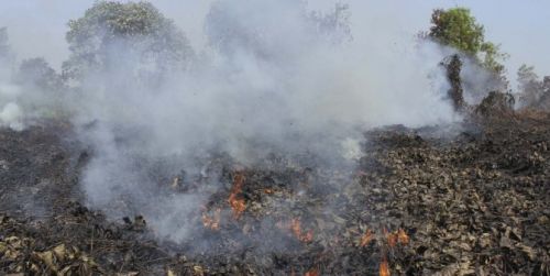 Men-LH: Empat Perusahaan Diduga Terlibat Pembakaran Lahan di Riau