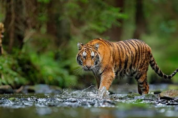 Diserang Harimau, Warga Siak Alami Luka Robek