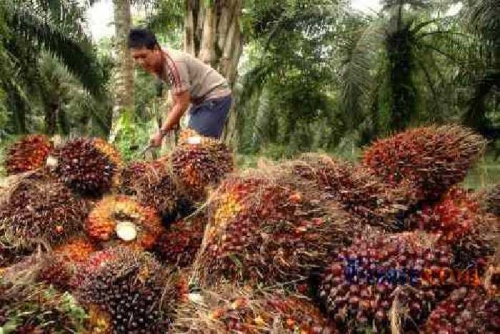 Harga TBS CPO Riau Kembali Turun Rp70,99/kg