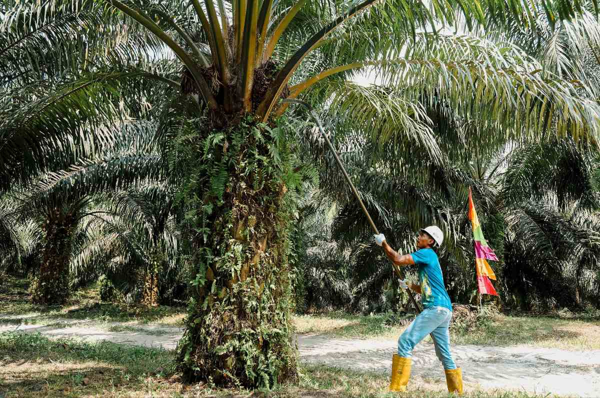 PTPN IV PalmCo Akselerasi Peremajaan Sawit Petani di Riau Perkuat Implementasi Program B50