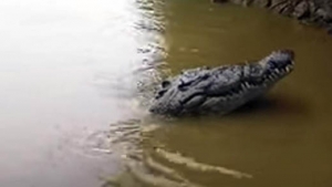 GoRiau Diseret Buaya Ganas hingga ke Laut, Petani Sagu di Siak Sampai Sekarang Belum Ditemukan