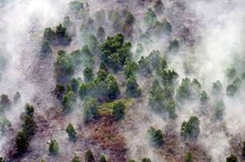 Dampak Kebakaran Lahan dan Hutan Mulai Ancam Riau, Kabut Asap Terpantau di Dumai