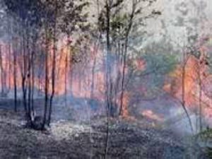 GoRiau BNPB: Kerugian Akibat Kebakaran Hutan di Riau Capai Rp20 Triliun