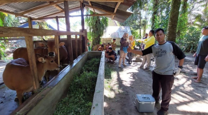 Sapi Sembuh PMK di Kabupaten Pelalawan 314 Ekor