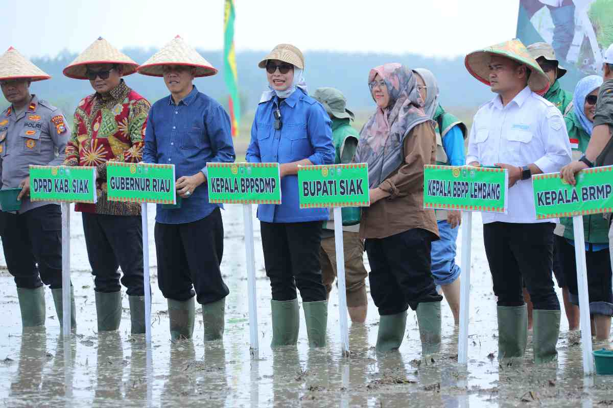 Kementan Pacu Produksi Pangan Nasional, Sawah Siak Jadi Pusat Tanam Serempak di Riau