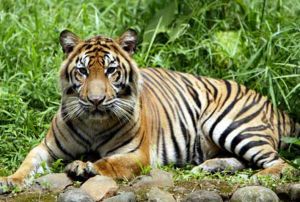 GoRiau Harimau Sumatera Dapat Ancaman Empat Arah Mata Angin