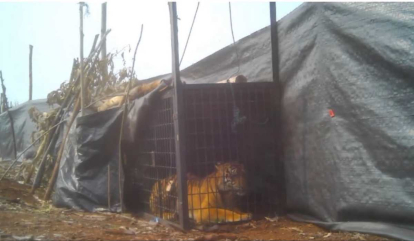BBKSDA Riau Evakuasi Harimau Sumatera Sepanjang Dua Meter di Pelalawan, Uji DNA Tentukan Sang Pemangsa Manusia