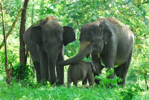 GoRiau Waspada, Habitat Gajah dan Badak Sumatera Terancam