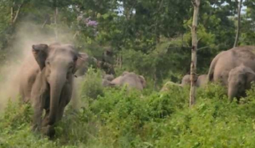 Musim Hujan, Belasan Gajah Liar Keluar dari Hutan di Tapung Kampar
